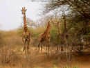 Girafes dans un parc s&eacute;n&eacute;galais