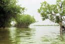 Mangrove au S&eacute;n&eacute;gal