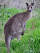 Le kangourou, un des symboles de l'Australie