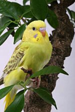 Perruche ondul&eacute;e, oiseau symbole de l'Australie