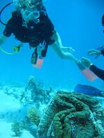 Plong&eacute;e sur la Grande Barri&egrave;re de corail