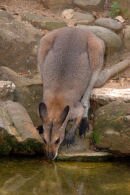 Wallaby, petit marsupial