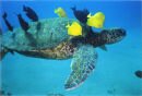 Tortue marine pr�s d'une plage d'Hawa&iuml;